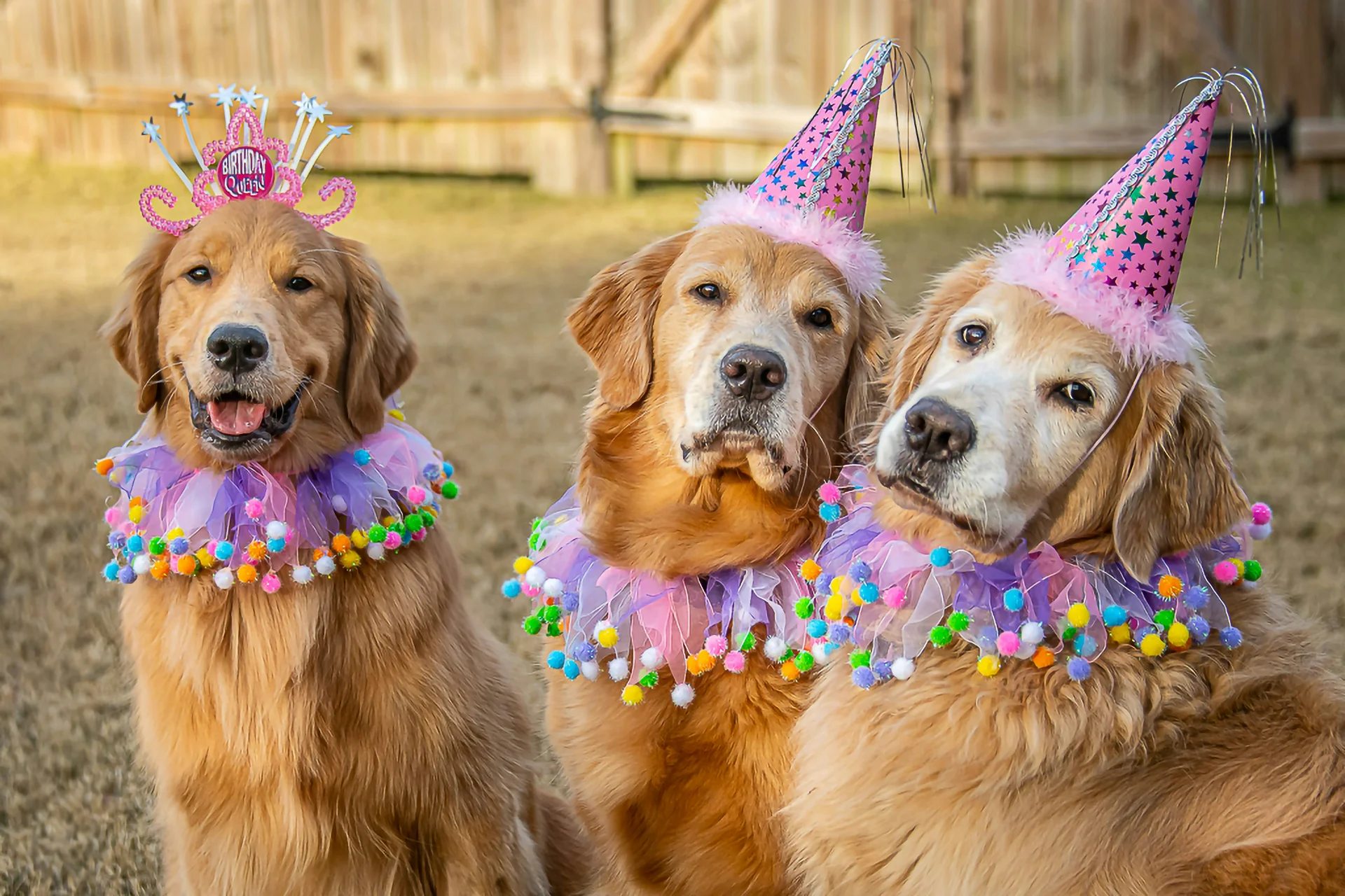 Dog birthday celebration treats