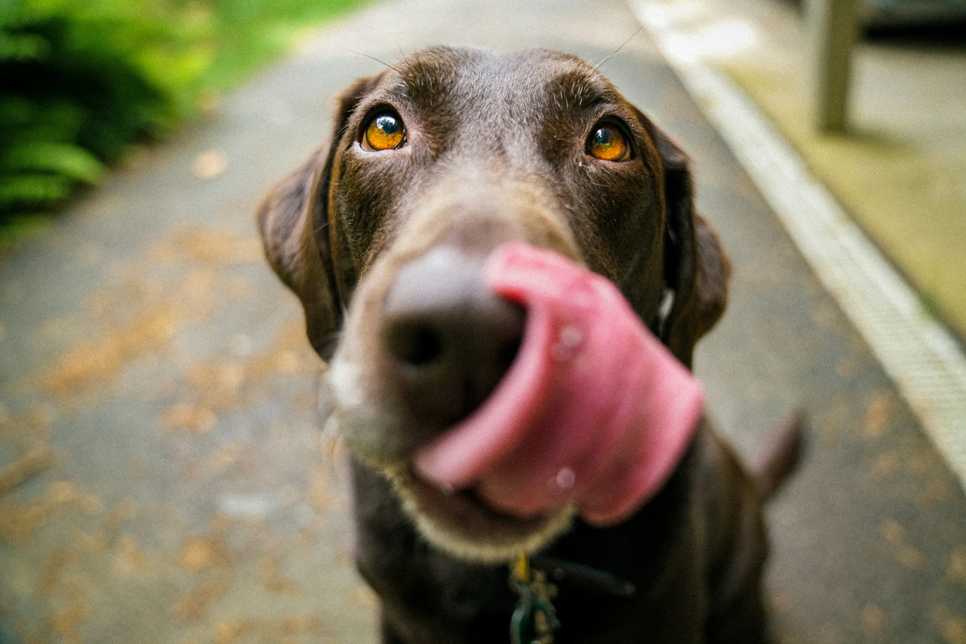 A dog waiting for fresh food