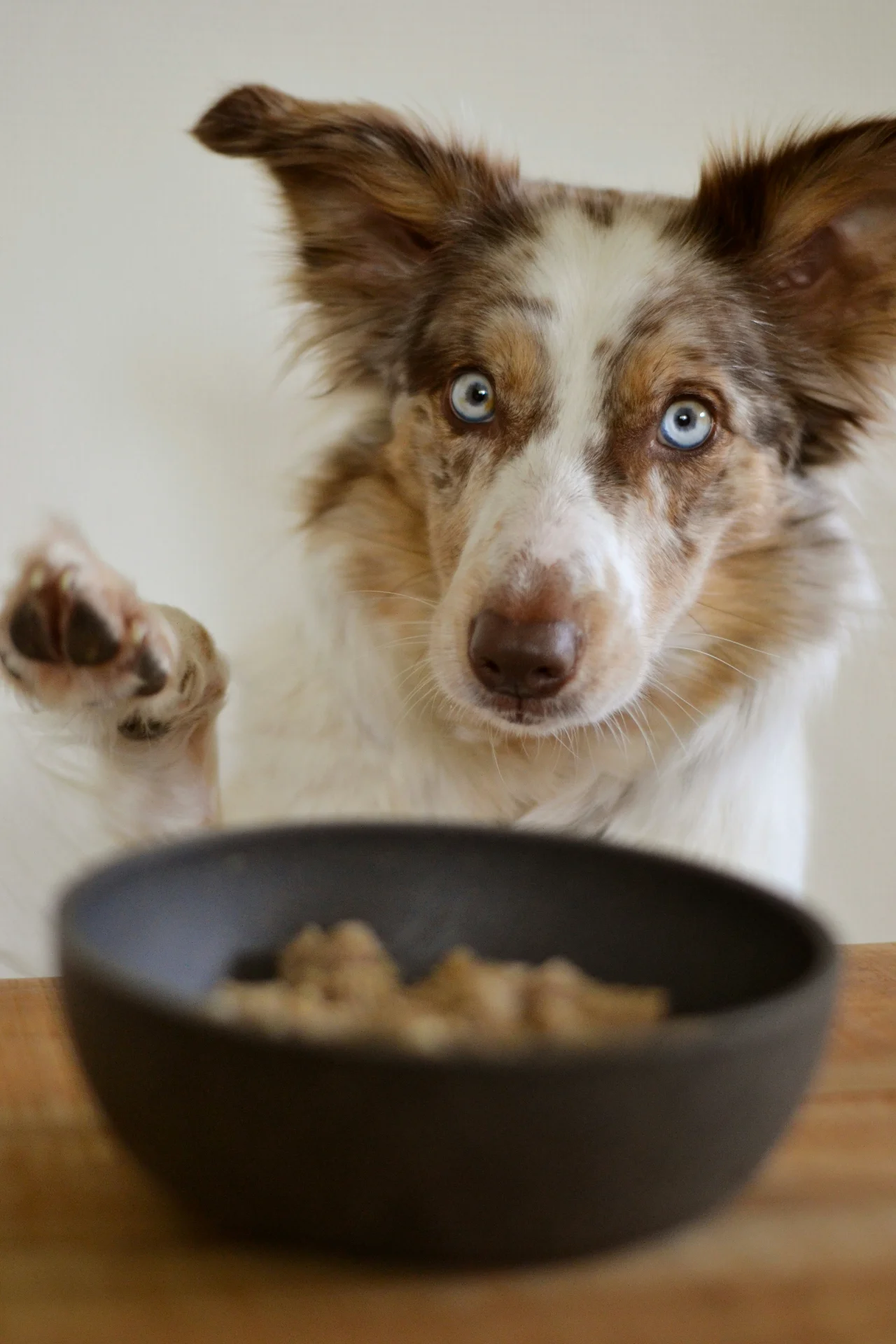 Fresh dog meal portions prepared by profile