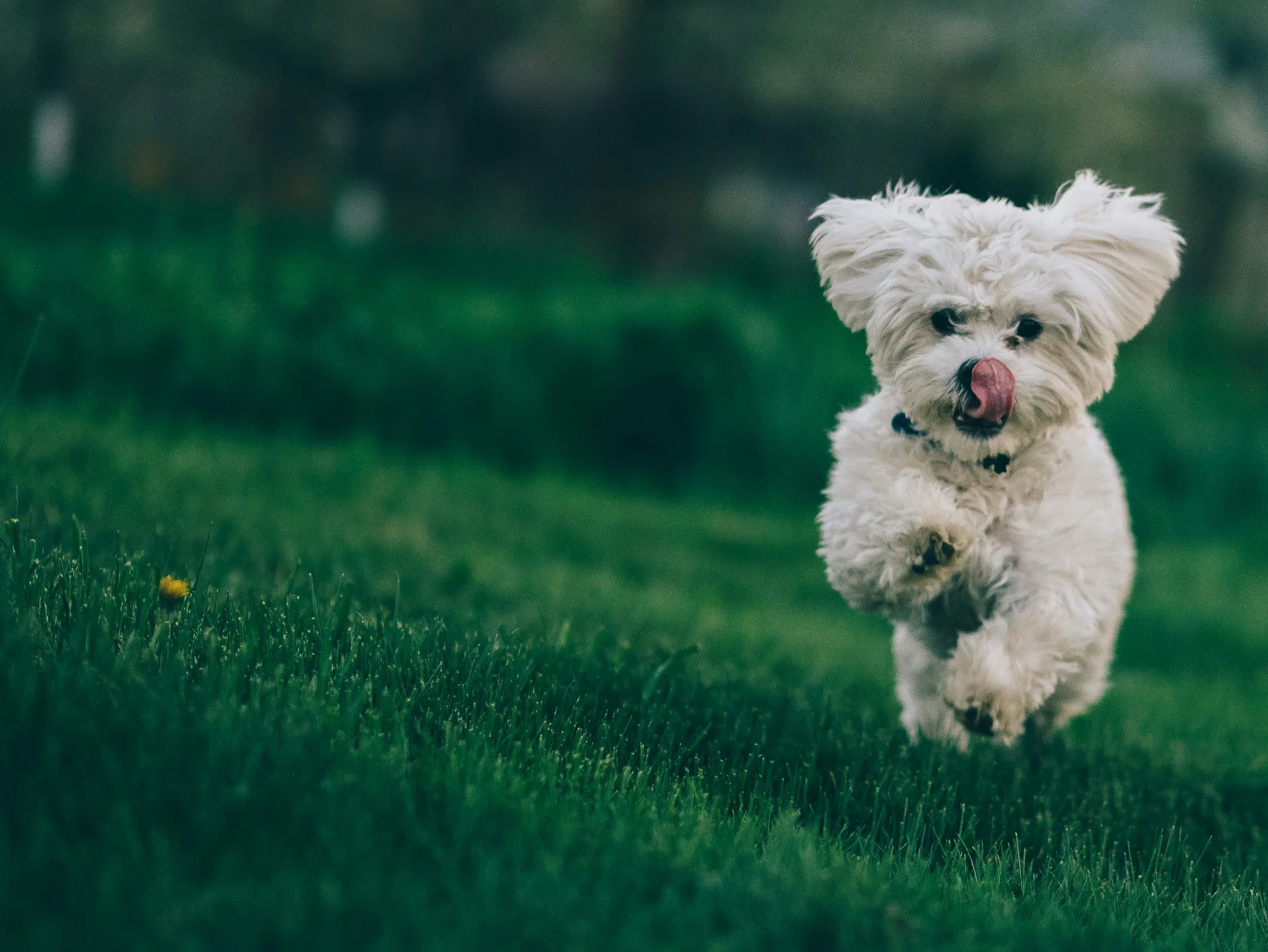 VIE DOGS fresh food for Val de Vie dogs